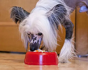 În cazul în care câinele nu mănâncă - apetit scăzut în câine - în cazul în care câinele nu mănâncă hrană uscată