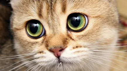 Encefalita la animale - tratament, cauza si pentru animalele de companie encefalită