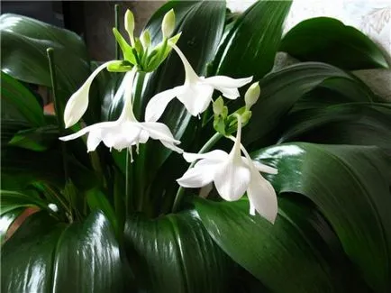 Euharis (Amazon Lily) o descriere, locul de nastere al flori, de îngrijire la domiciliu, transplantare, udare, (floare) Euharis (Amazon Lily) o descriere, locul de nastere al flori, de îngrijire la domiciliu, transplantare, udare,