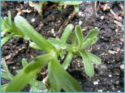 plantare Tarhon și de îngrijire, fotografie, cultivarea semințelor într-un teren deschis fotografie