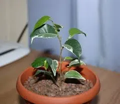 cultivarea benjamina Ficus și întreținere, conac exemplar