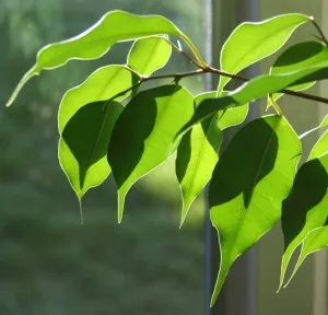 cultivarea benjamina Ficus și întreținere, conac exemplar