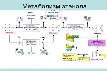 Enzimele descompun alcool în corpul numele principiului de funcționare, caracteristici genetice