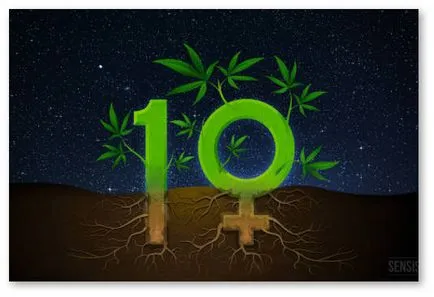 semințe de cannabis feminizate - 9 fapte interesante (cânepă) seminte de cannabis feminizate - 9 fapte interesante