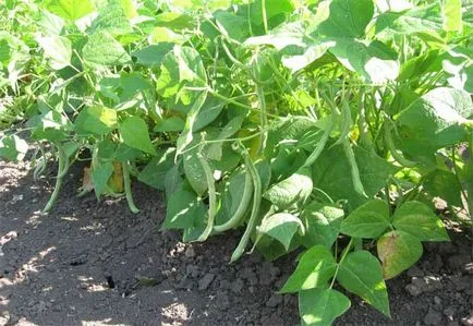 Fasole cultivare sparanghel si intretinere - pentru detalii! (fasole) Fasole cultivare sparanghel si intretinere - pentru detalii!