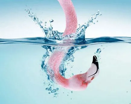 Flamingo fotografie