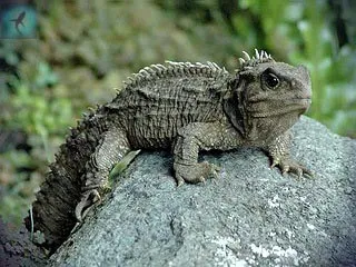 Tuatara sau tuatara - punctatus sphenodon (sphenodon) Tuatara sau Tuatara - sphenodon punctatus