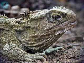 Tuatara sau tuatara - punctatus sphenodon (punctatus) Tuatara sau Tuatara - sphenodon punctatus
