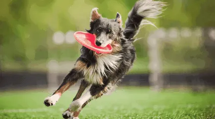 Frisbee Dog (Frisbee Dog) - istorie, roci, regulile de concurență (concurență) Frisbee Dog (Frisbee Dog) - istorie, rasa, regulile de concurență