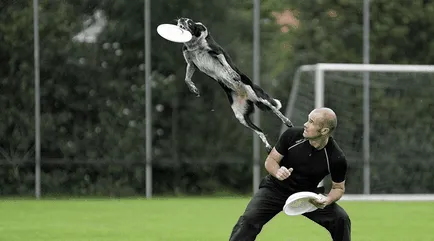 Frisbee Dog (Frisbee Dog) - istorie, roci, regulile de concurență (concurență) Frisbee Dog (Frisbee Dog) - istorie, rasa, regulile de concurență