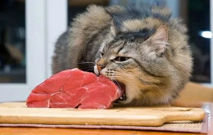 Gastrita la pisici cauze si simptome, tratament și prevenire decât cele alimentare - murkote despre pisici și pisici (gastrită) Gastrita la pisici cauze si simptome, tratament și prevenire decât cele alimentare - murkote despre pisici și pisici