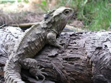 Tuatara (Tuatara) - reptile au supraviețuit dinozaurilor, la marginea lumii (dinozaurii) Tuatara (Tuatara) - reptile au supraviețuit dinozaurilor, la marginea lumii