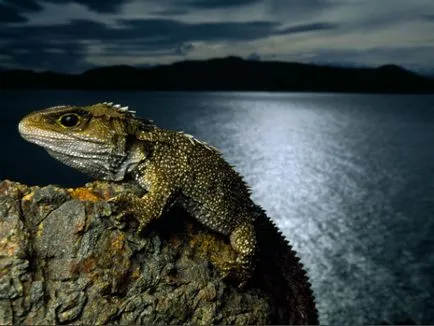 Tuatara (Tuatara) - reptile au supraviețuit dinozaurilor, la marginea lumii (Noua Zeelandă fotografie) Tuatara (Tuatara) - reptile au supraviețuit dinozaurilor, la marginea lumii
