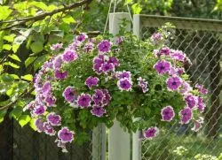 Ce a planta Petunia Ce a planta Petunia