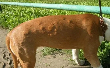 Câinele este alergic la toate Câinele este alergic la toate