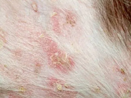 Câinele este alergic la toate Câinele este alergic la toate