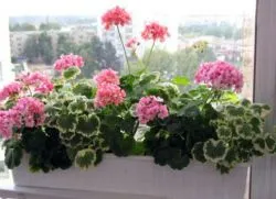 Geranium - frunze uscate - ce să facă