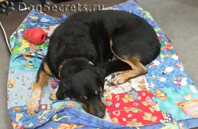 Hemoglobina a crescut la câini, rata scăzută (intoxicare) Hemoglobina a crescut la câini, rata scăzută