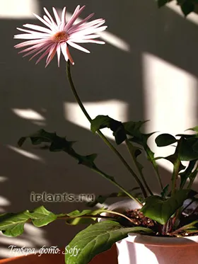 gerbera gerbera