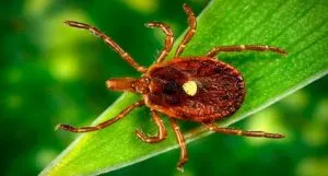 În cazul în care căpușele vii reproduceea decât mănâncă (acarieni) În cazul în care căpușele trăiesc ca animale de reproducere decât mănâncă