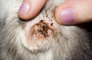 În cazul în care sunt cleștele ca rasa decât hrana pentru animale (vii) În cazul în care căpușele trăiesc ca animale de reproducere decât mănâncă