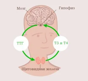 Unde este tiroida și funcțiile pe care îndeplinește (tiroida) În cazul în care este tiroida și ce funcție îndeplinește