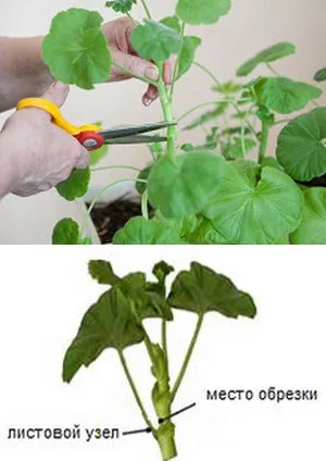 Geranium - decuparea pentru formarea arbust cu flori luxuriante