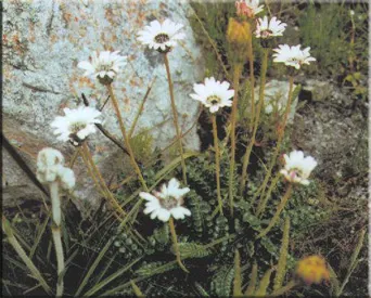 Gerbere (gerbere)