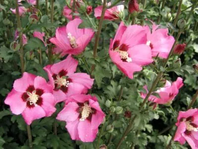 Hibiscus de plantare și îngrijire de grădină în câmp deschis, reproducerea
