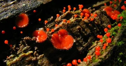 Heterotrofe - mutualism, parazitism, organisme autotrofe (parasitism) Heterotrophic - mutualism, parazitism, organisme autotrofe