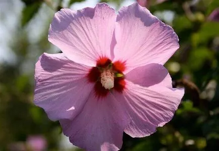 Hibiscus îngrijire grădină și de reproducere, foto și video