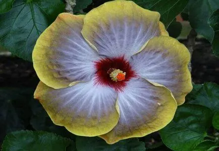 Hibiscus îngrijire grădină și de reproducere, foto și video