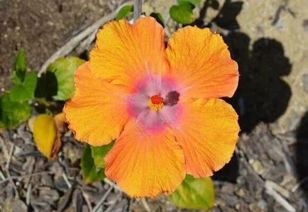 Hibiscus îngrijire grădină și de reproducere, foto și video