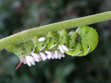 Heterotrofe - mutualism, parazitism, organisme autotrofe (autotrofe) Heterotrophic - mutualism, parazitism, organisme autotrofe