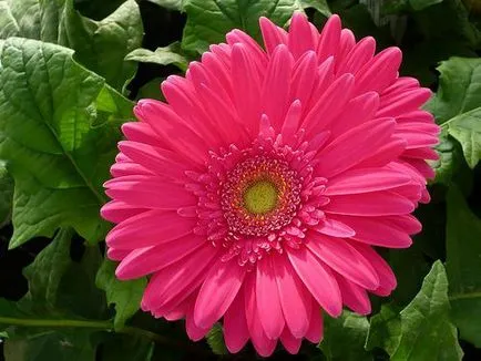 Gerber plantare de grădină și de îngrijire, în creștere, fotografie (plantare de grădină gerbera și îngrijire gerbere de plantare de grădină și de îngrijire foto cultivarea gerbera grădină și întreținere) Gerber plantare de grădină și de îngrijire, în creștere, foto