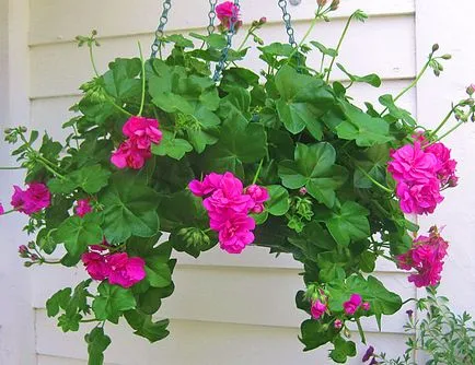 Geranium - decuparea pentru formarea arbust cu flori luxuriante