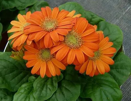 Gerber plantare de grădină și de îngrijire, în creștere, Foto (aterizare) Gerber plantare de grădină și de îngrijire, în creștere, foto