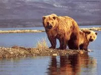 Voce urs mp3 voce maraitul urs brun (Ursus arctos) asculta gratuit online
