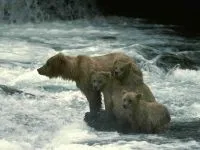 Voce urs mp3 voce maraitul urs brun (Ursus arctos) asculta gratuit online