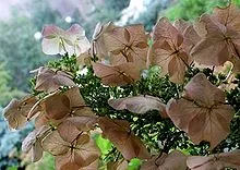 Hortensia - este