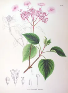 Hortensia - este