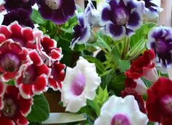 Gloxinia - îngrijire la domiciliu
