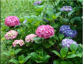 Hortensie (gidrangeya), (hydrangea)
