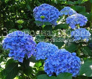 Hydrangea fotografii flori soiuri de îngrijire de reproducție cultivare (Hydrangea) Hydrangea fotografii flori soiuri de îngrijire de reproducție cultivarea