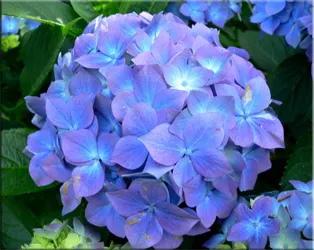 Hortensie (gidrangeya), (hydrangea)