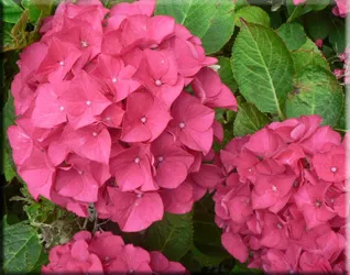 Hortensie (gidrangeya), (hydrangea)