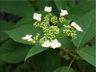 Hortensie (gidrangeya), (hydrangea)