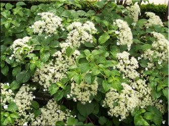 Hortensie (gidrangeya), (hydrangea)
