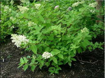 Hortensie (gidrangeya), (hydrangea)