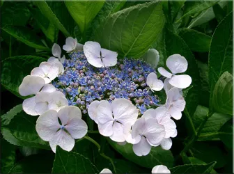 Hortensie (gidrangeya), (hydrangea)